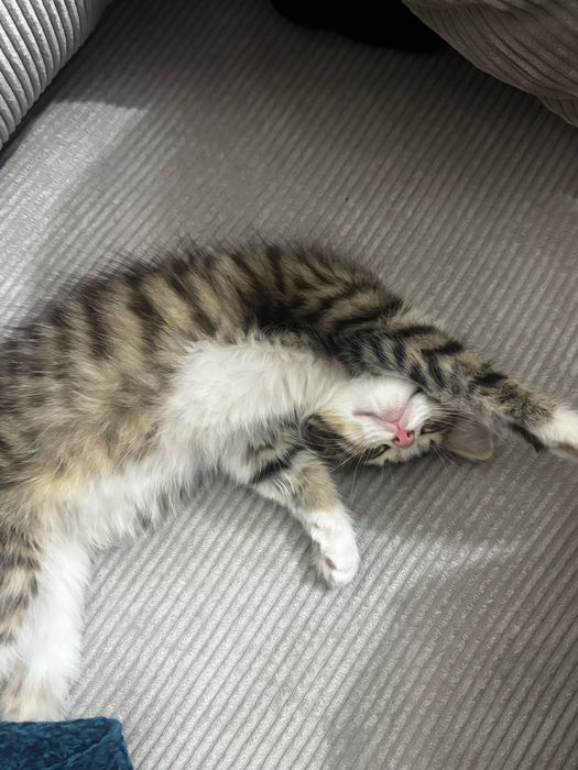 Котенок в добрые руки