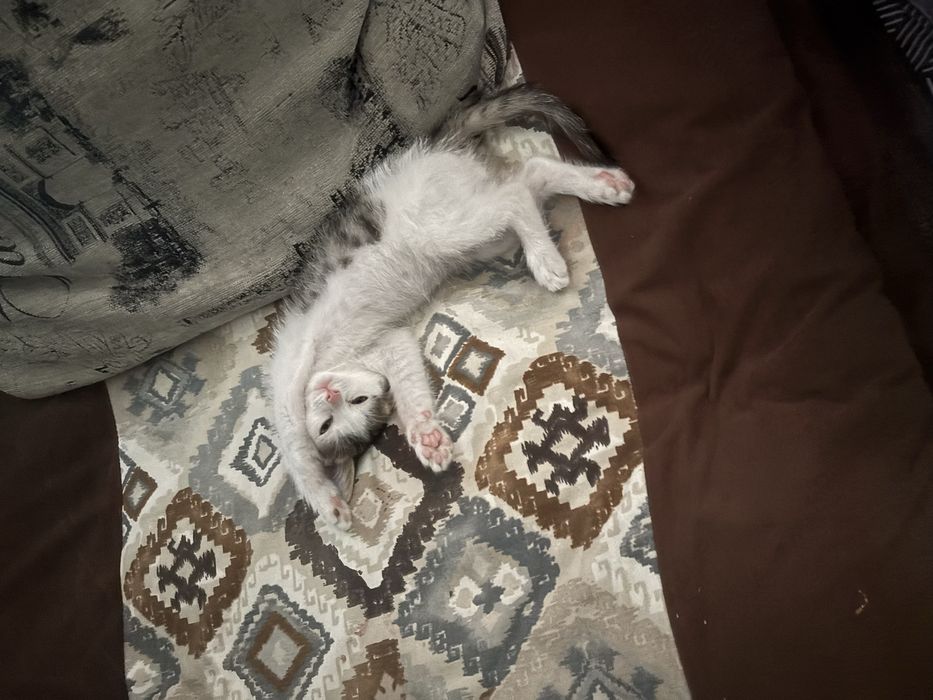 продам котенка за