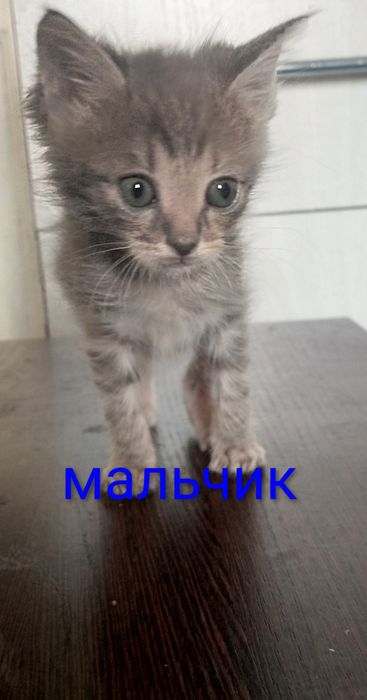 Отдам даром котят смесь с Мейн Куном
