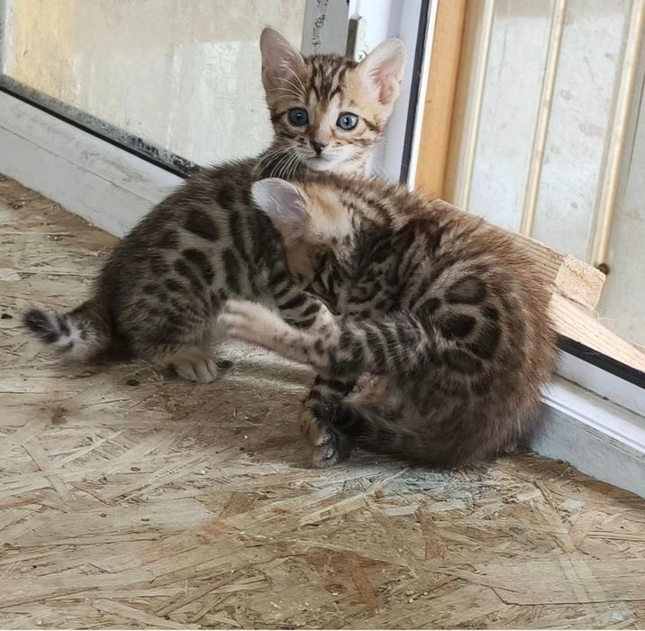 Bengal fetiță de la crescător Felisa