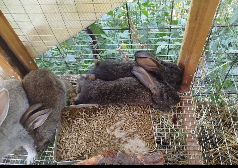 Продаются крольчата