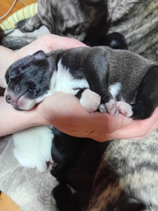 Щенята бесплатно