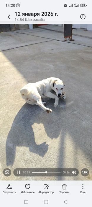 Кучуг сотилади Пародаси Алабай