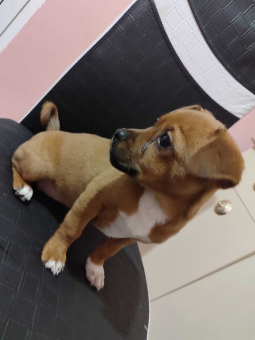 Продавам Малко кученце кръстоска между Пикинесче и пинчер