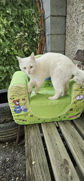 Белый кот даром. Котёнок белый
