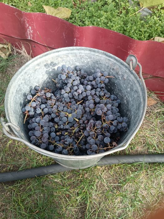 Виноград сорт Изабелла и черноплодная рябина