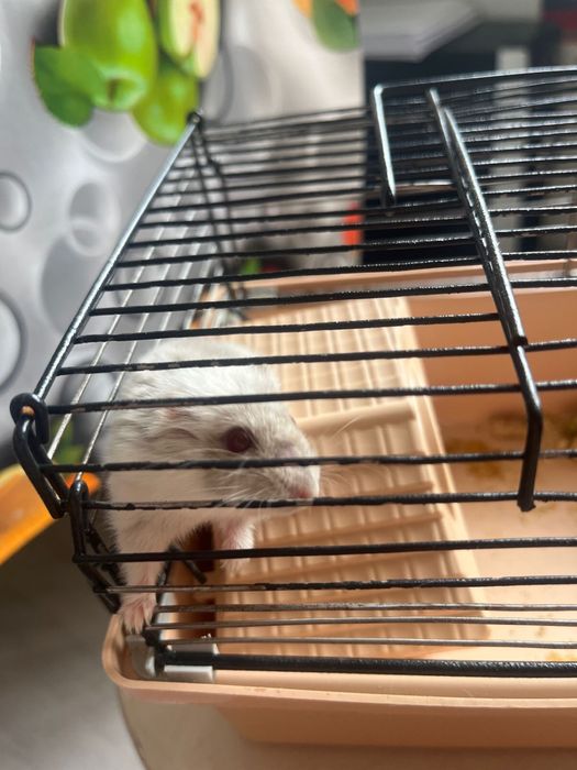 Продам хомяка ‘бб