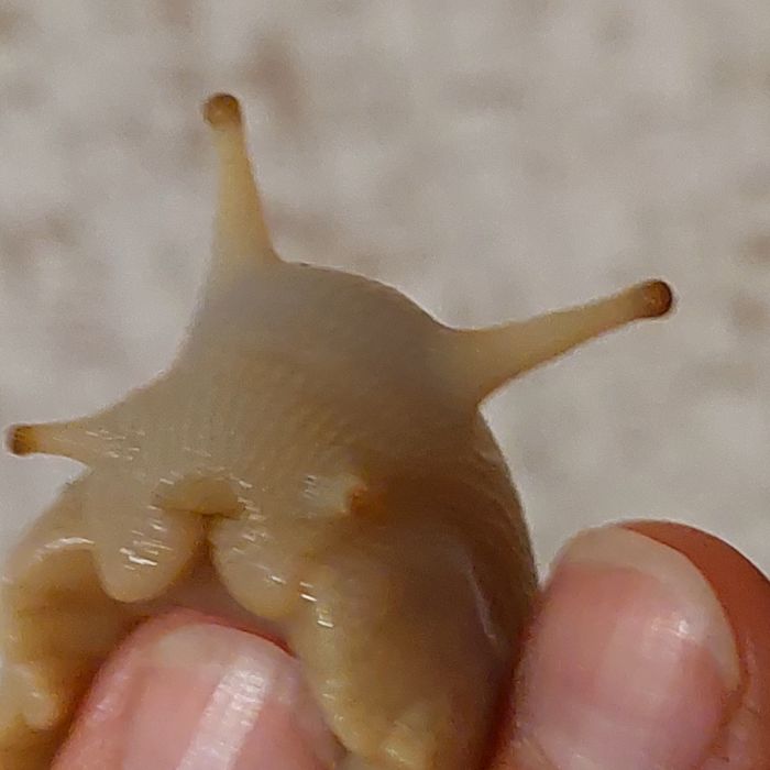 Продажа улитки Ахатины