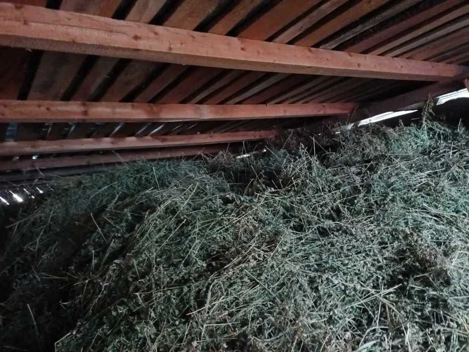 Vand lucerna vrac, productie 2025, pastrata in pod