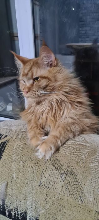 Красивый парень ищет мам и пап