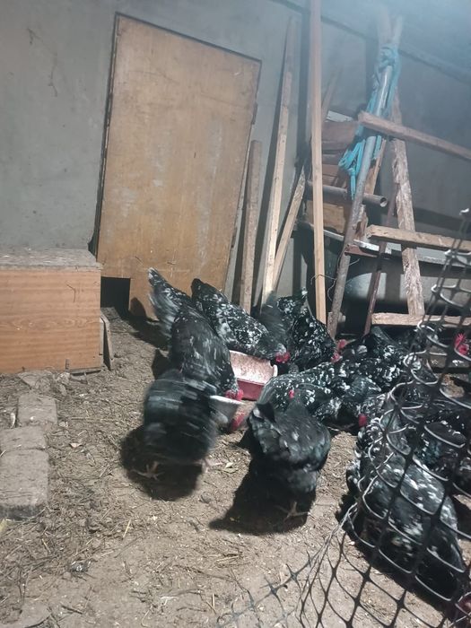 Инкубационные яйца австралорп