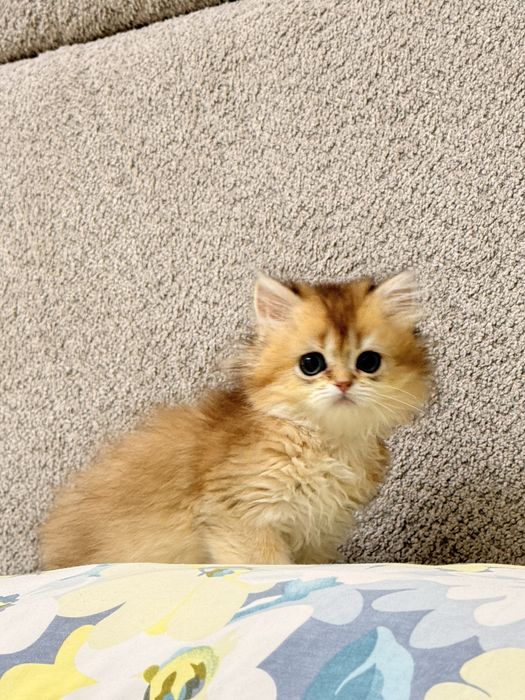 На продаже элитные котятки