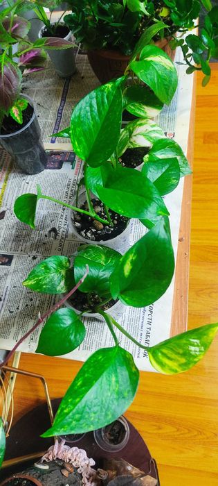 Колеус, эпипремнум, каланхоэ