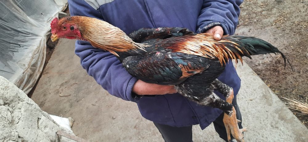 Dakan jo'jalar sotiladi