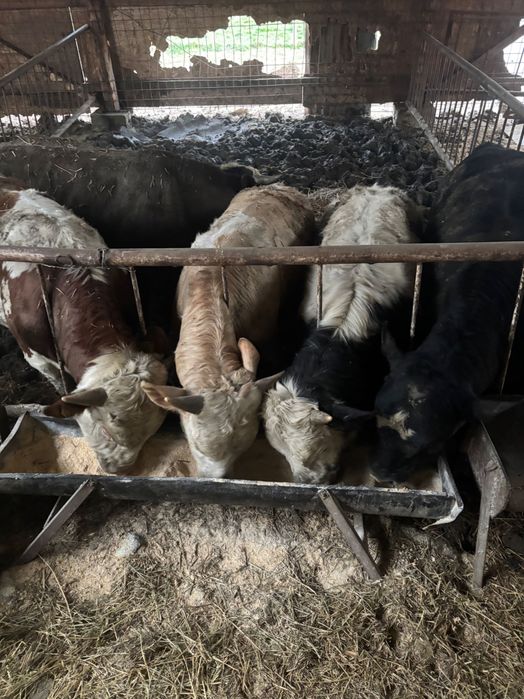 Vând viței bălțați și angus