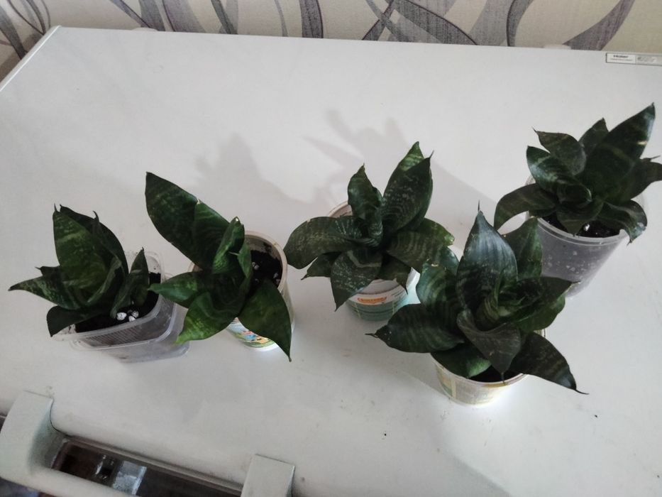 Продам комнатные цветы