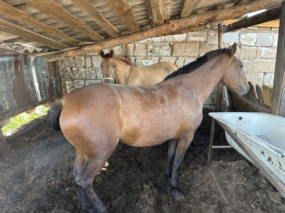 Продам байтал 2 головы