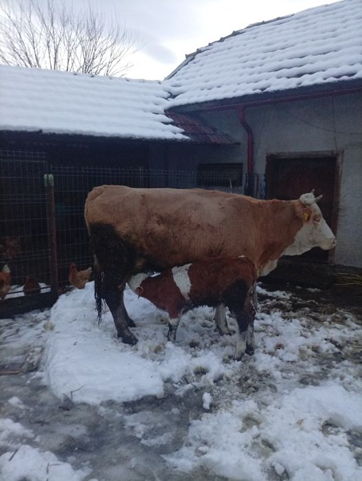 Vacă cu vițel  de vânzare
