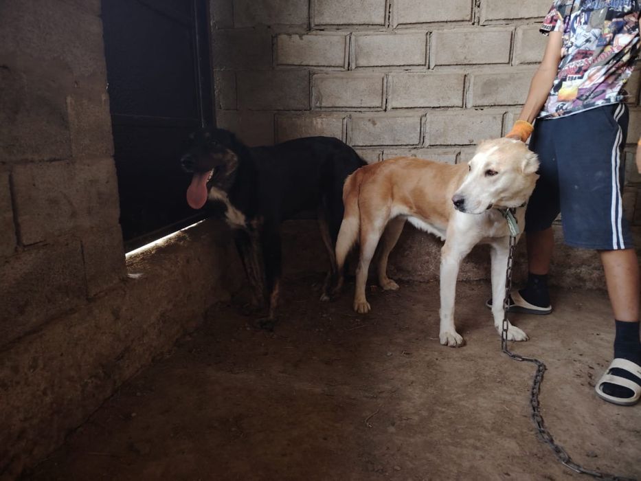 продается щенок алабая