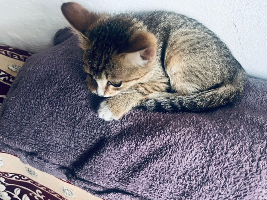 Отдам котят в добрые руки