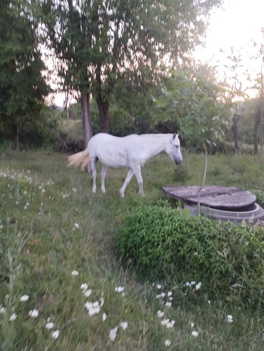 Cai de vânzare în sat Cutina