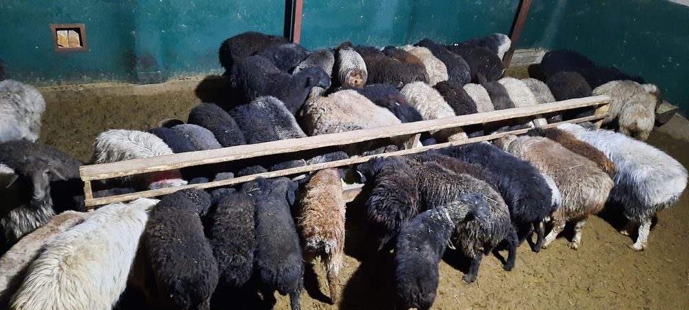 Кой токты тусак кошкар