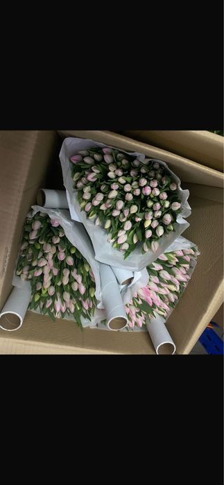 Тюльпаны к 8 марта | Свежие тюльпаны