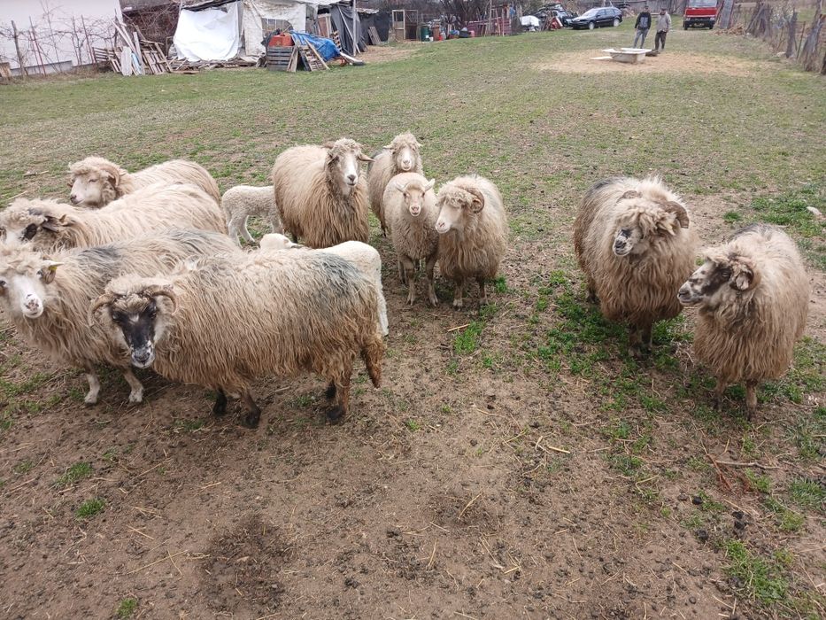 Vând oi bine îngrijite