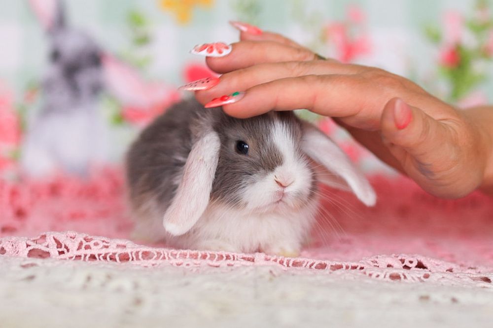 Кролики карликовые из Питомника