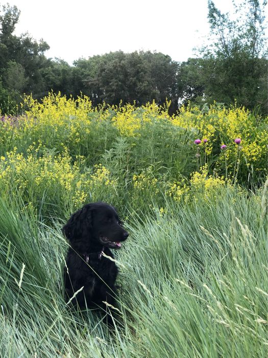 Кобель русского спаниеля для вязки