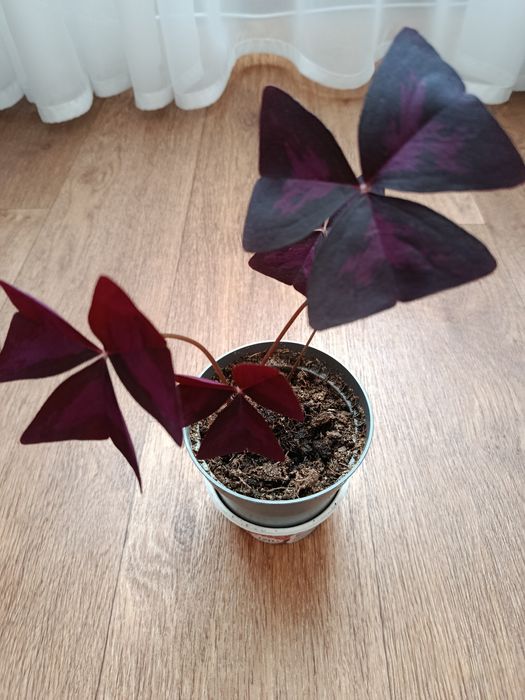 Кислица или оксалис.