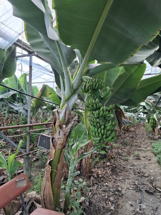 Banan kuchatlari niholi, Росток банана, Банан кучати нихоли