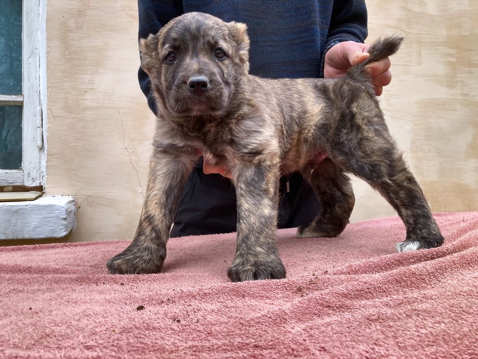 Щенок алабая ( туркменский )