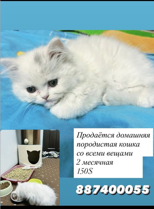 Продаётся кошка домашняя