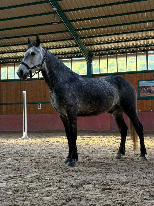 Vand Cal Pentru Echitație