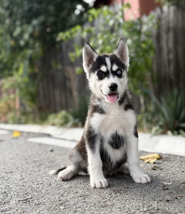 Disponibil mascul husky siberian!