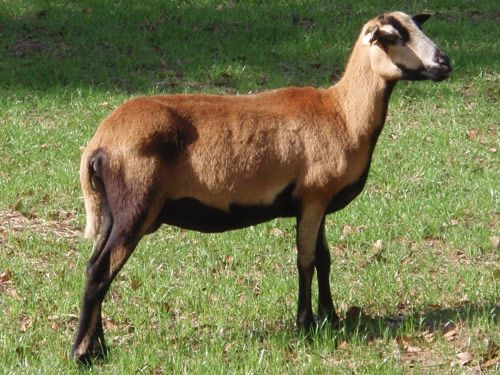 Vand berbecuti sau oi de camerun schimb cu pork