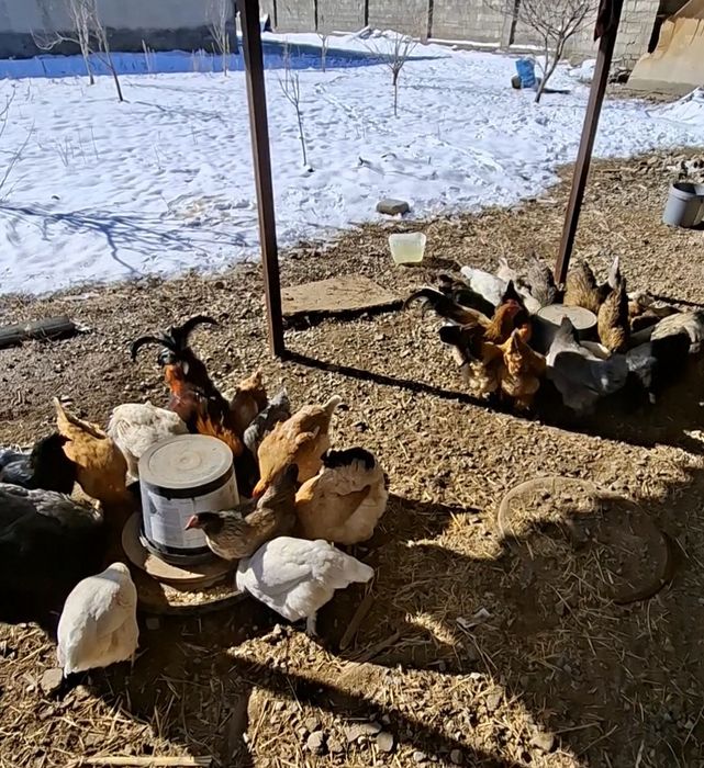 Домашние тауықтар