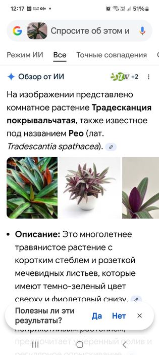 Комнатные цветы от 3 000