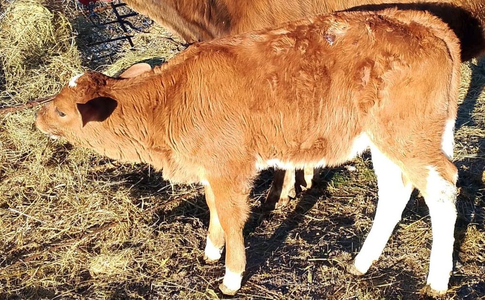 Vând vițea bălțată