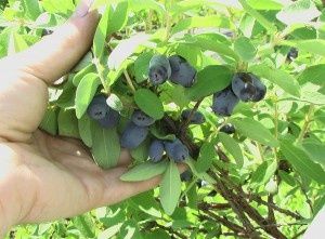 Aronia, Afin Siberian (Lonicera) si Merisor