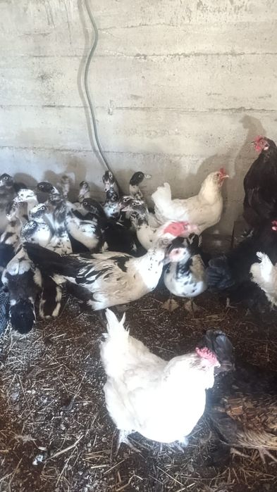 Утки  продам продам