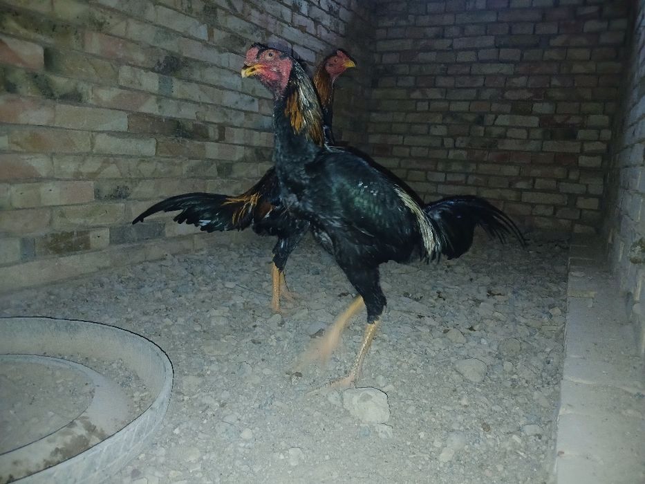 О шамо қораздары сатылады