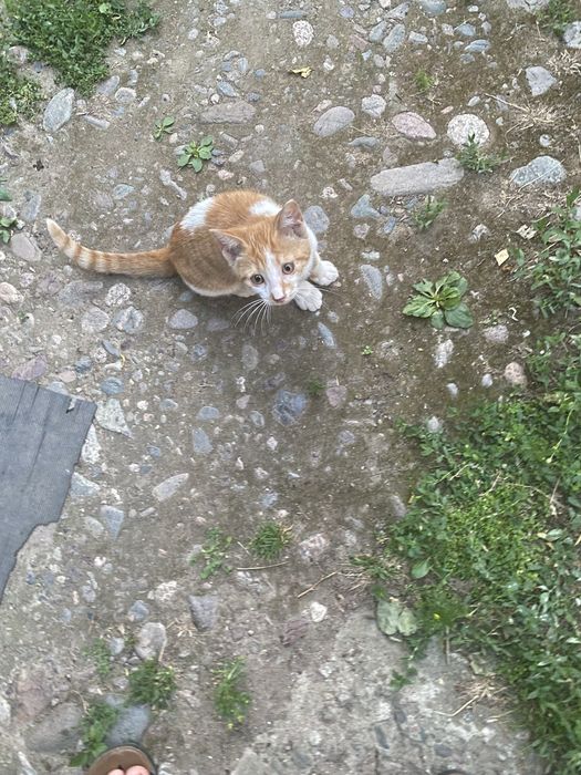 Отдаем котят в хорошие руки