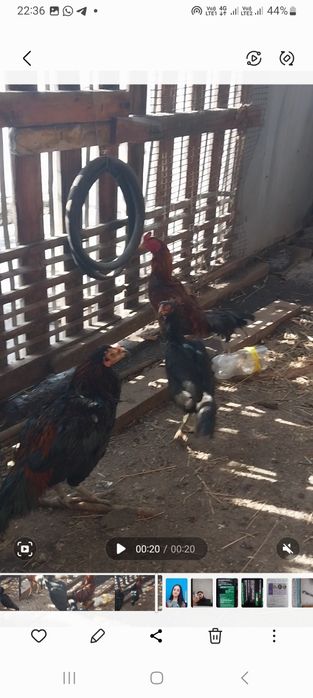 Дакан с даканкой