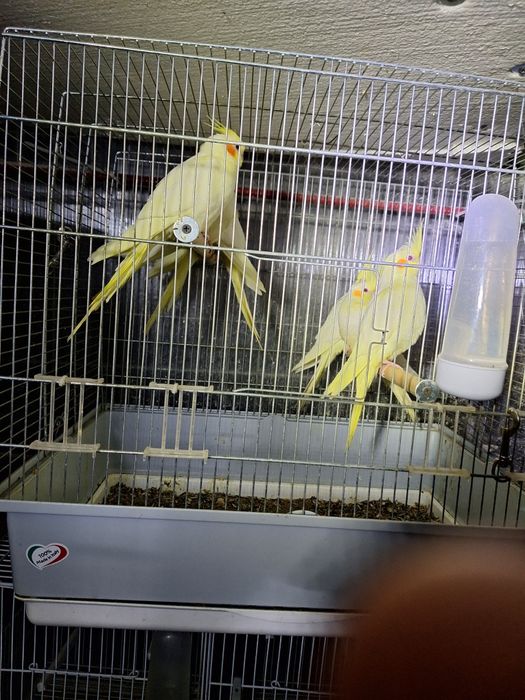 Papagali rosella, nimfe, peruși