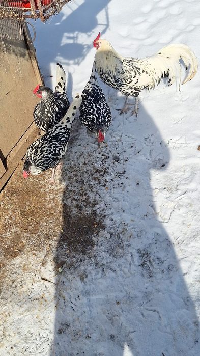 Oua pentru incubat Hamburg