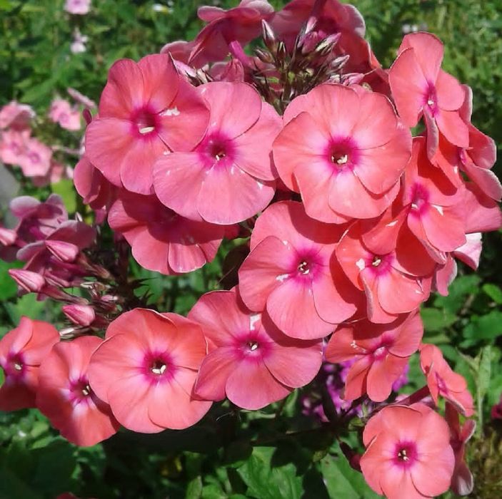 Саженцы флокса метельчатого светло-розовый,тёмно-розовый