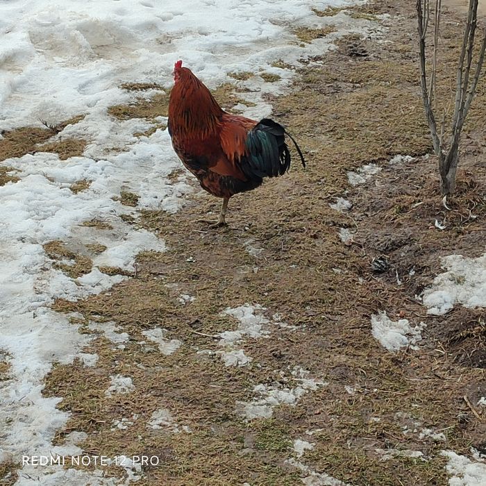 индоутки и молодого петушка