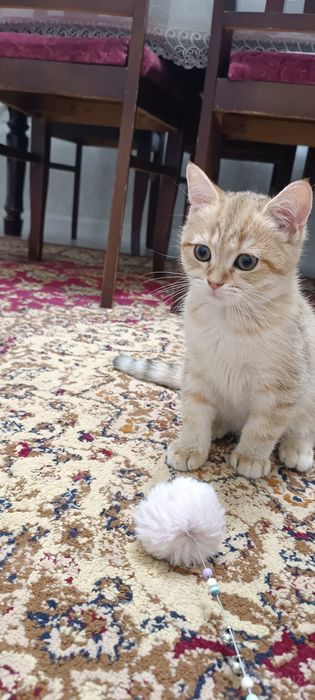 Котята британский шиншилла